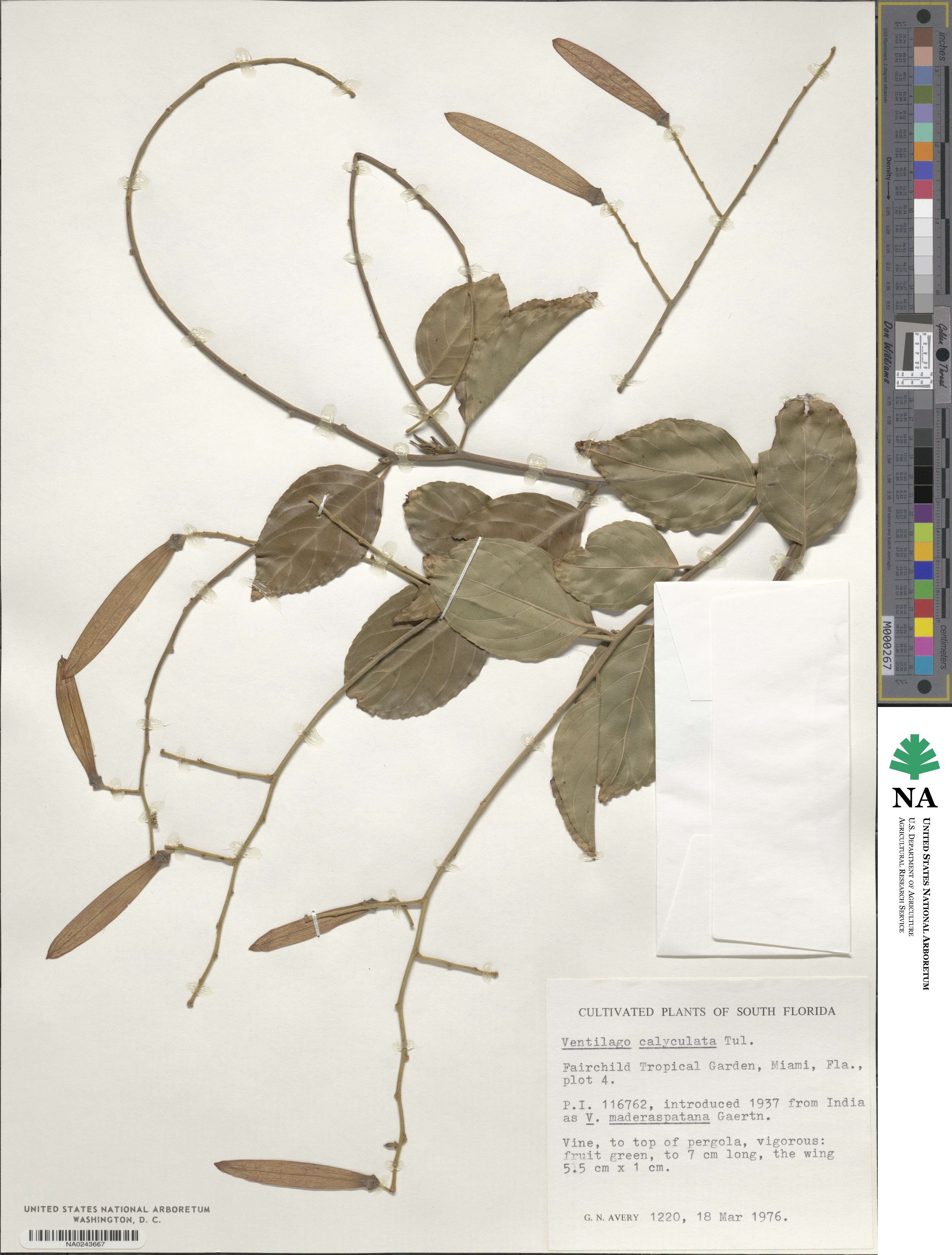 Ventilago denticulata image