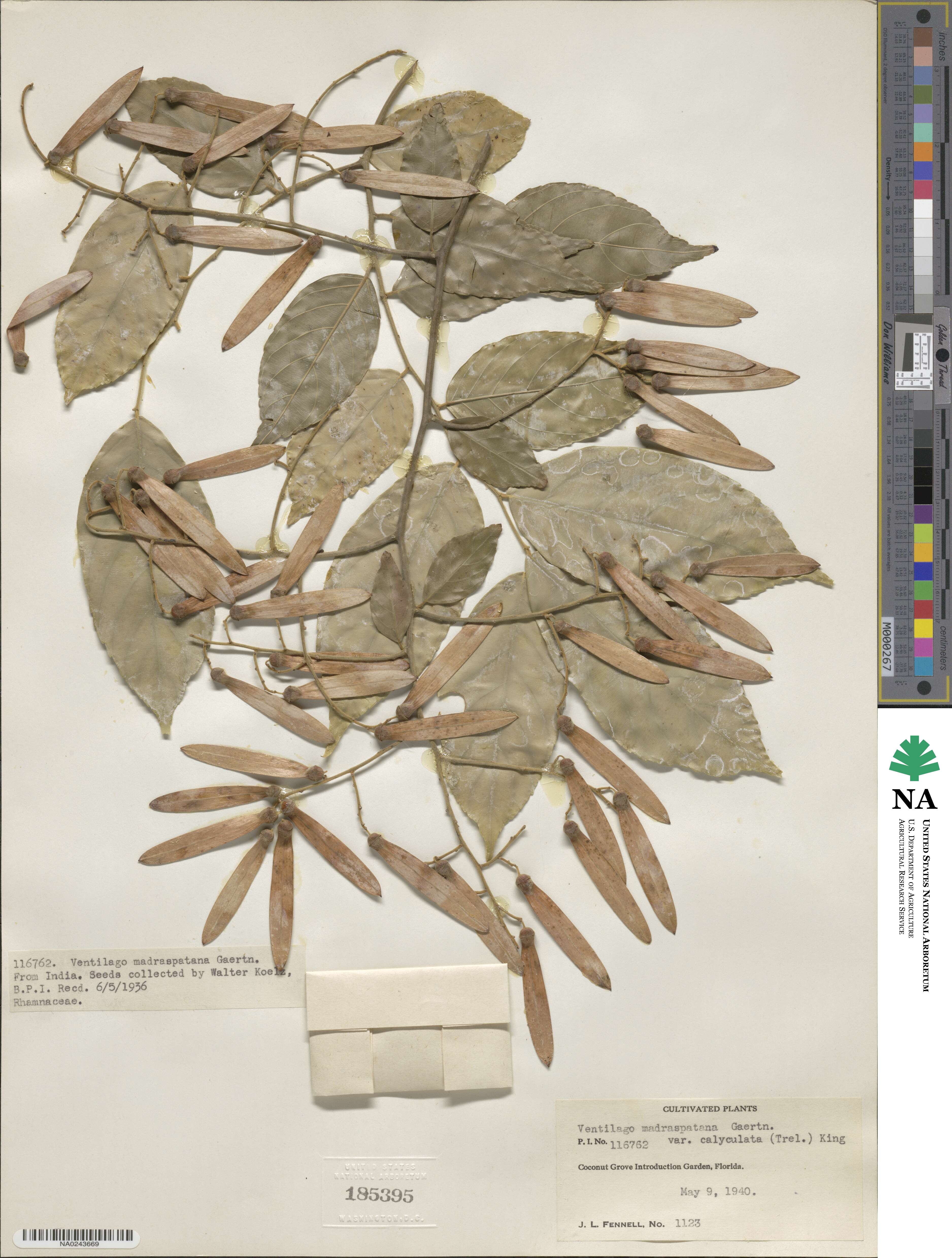 Ventilago maderaspatana image