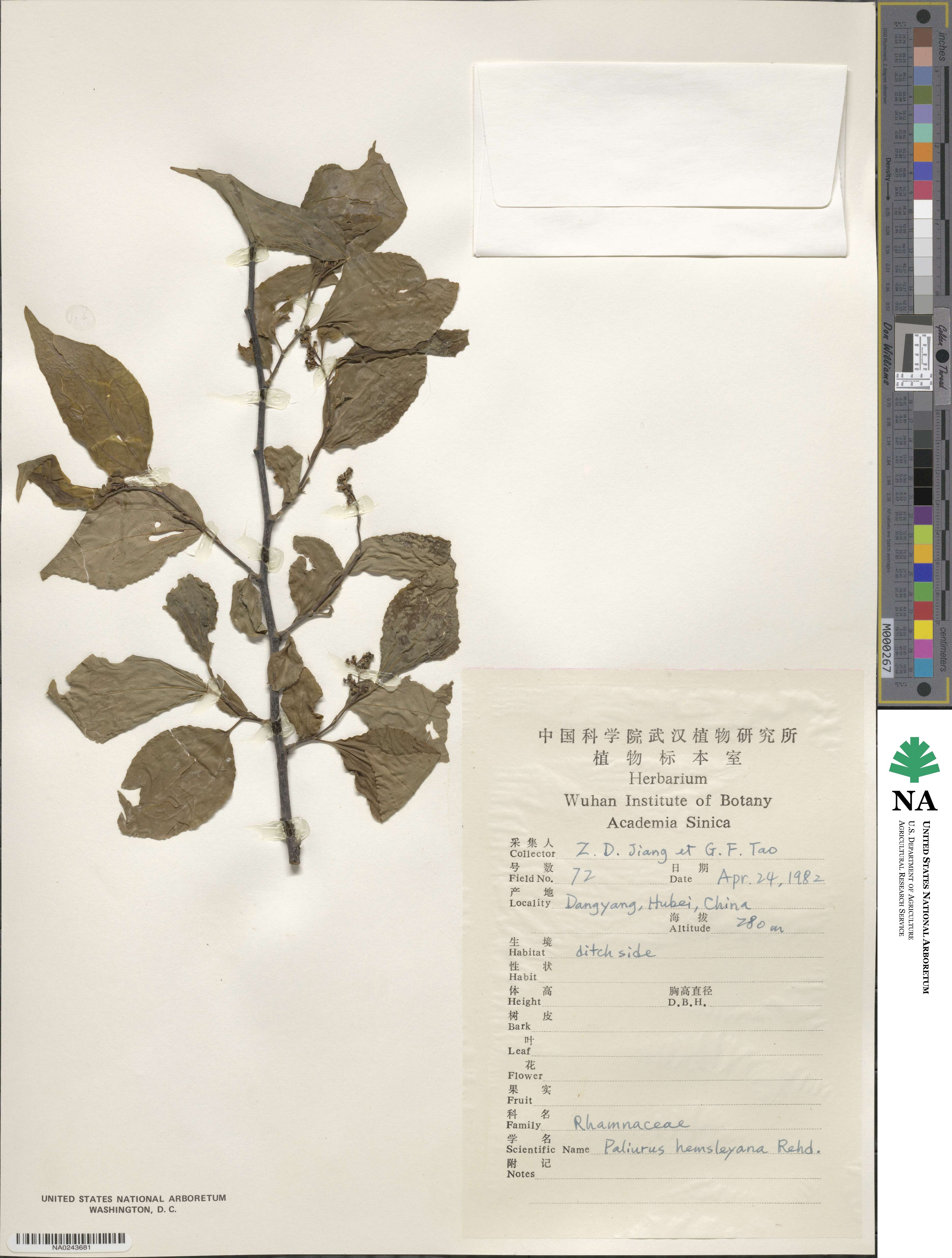 Paliurus hemsleyanus image