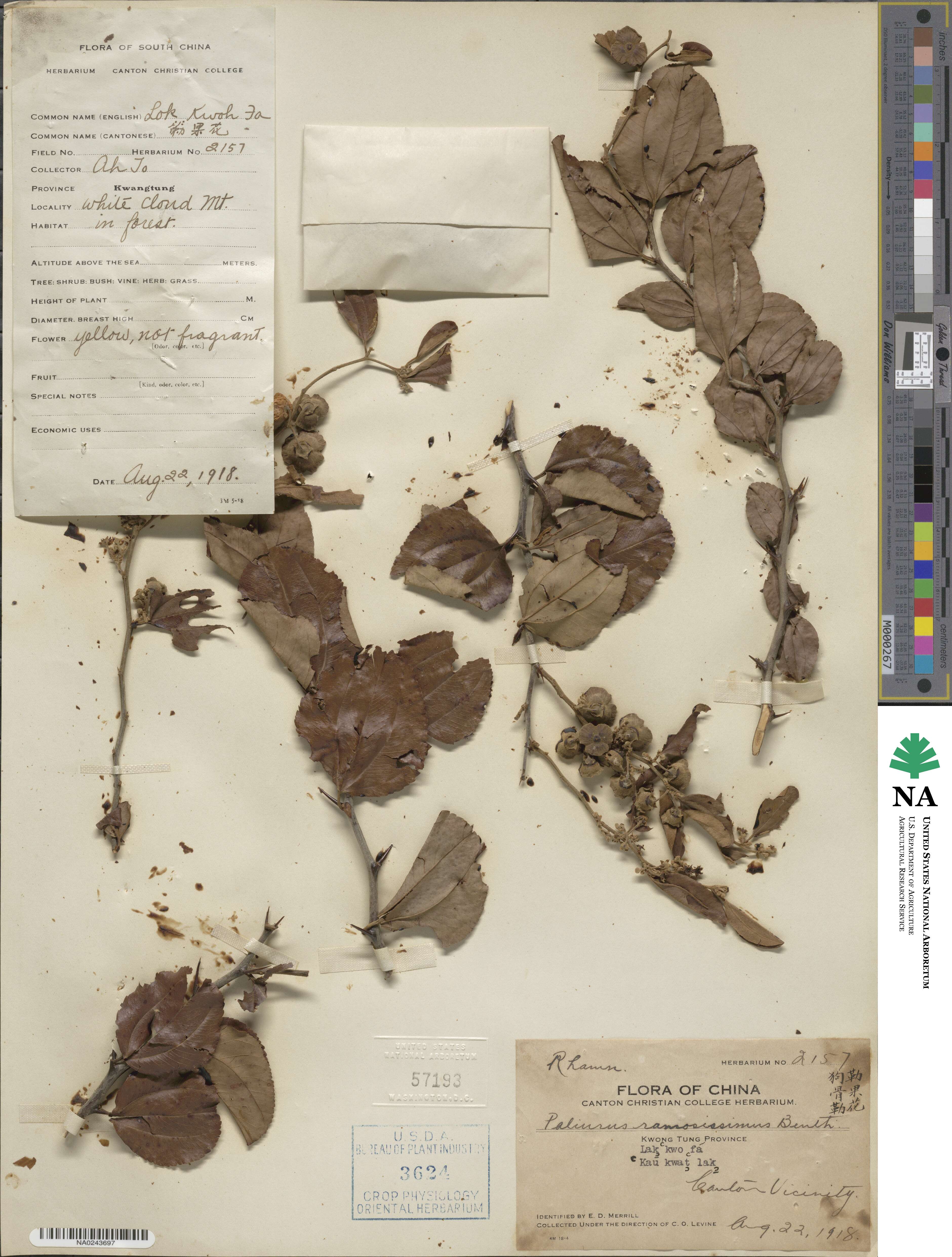 Paliurus image
