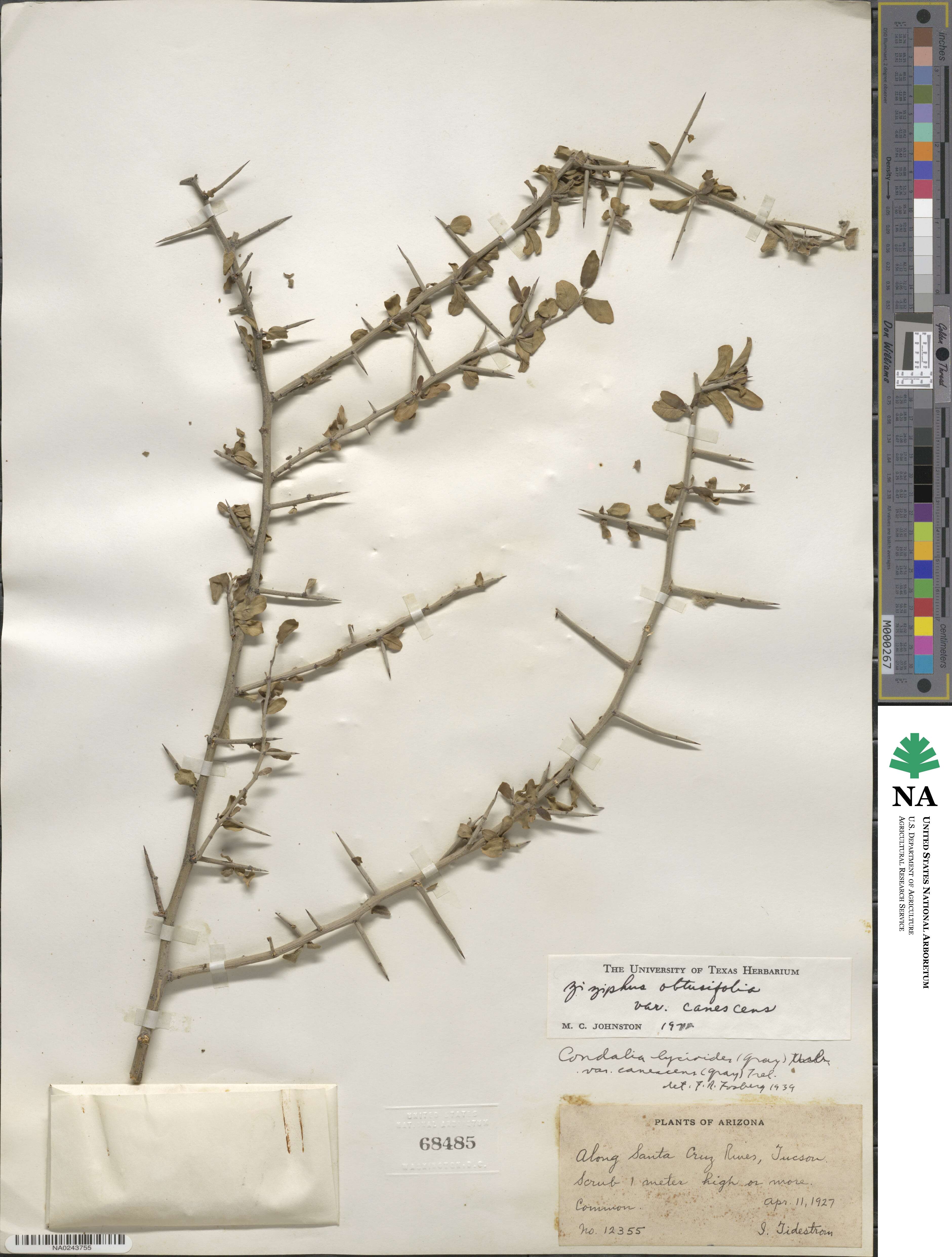 Sarcomphalus obtusifolius image