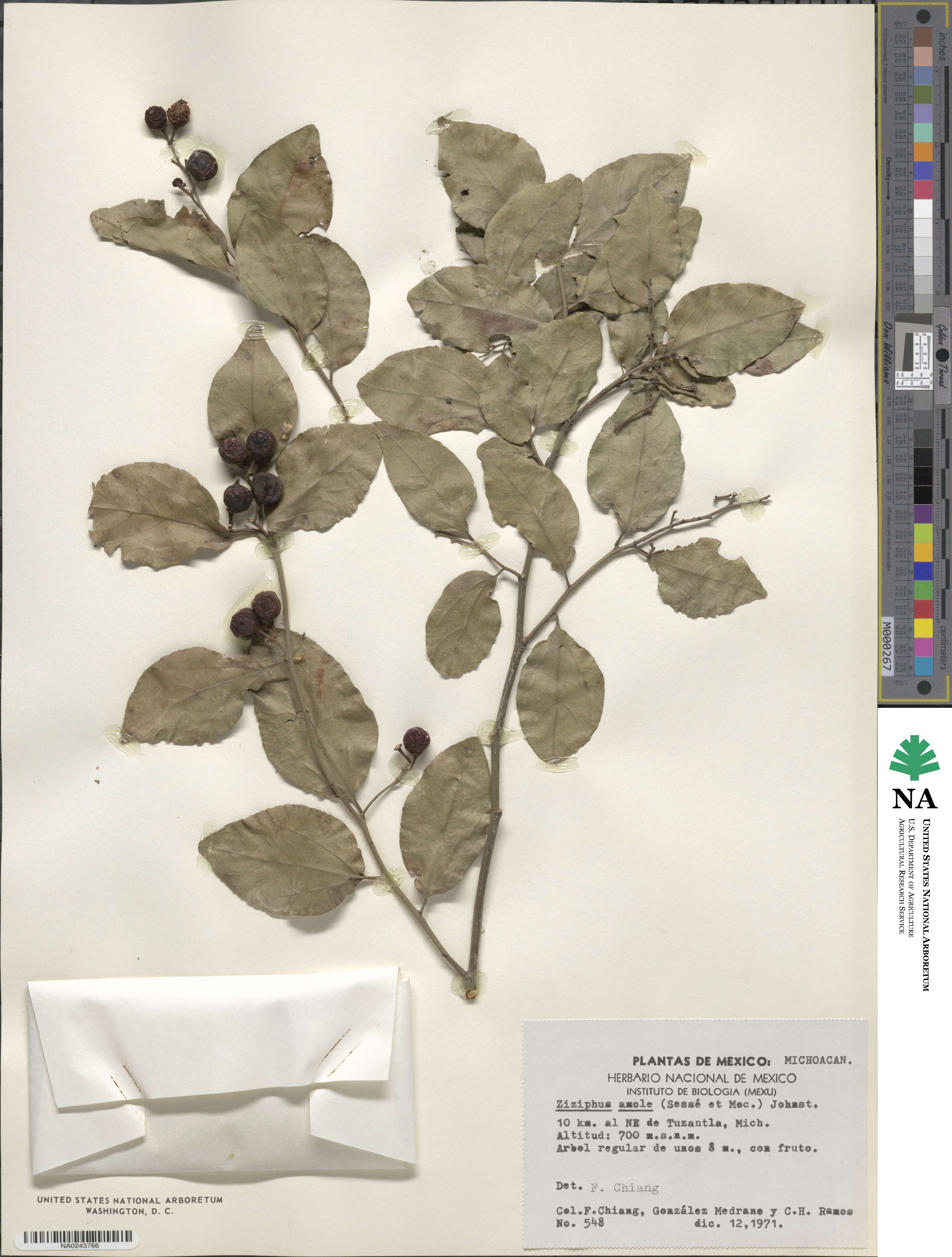 Sarcomphalus amole image