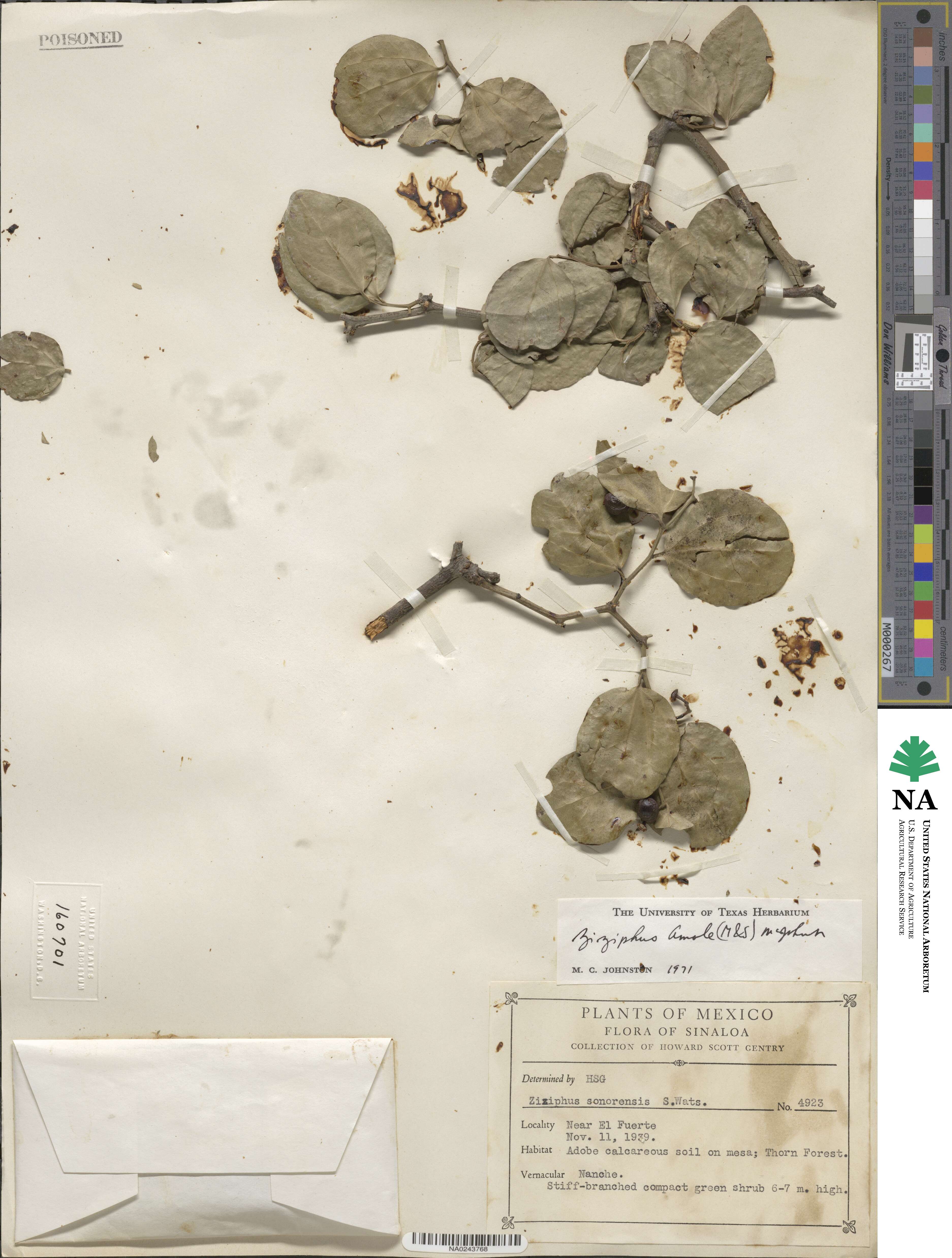 Sarcomphalus amole image