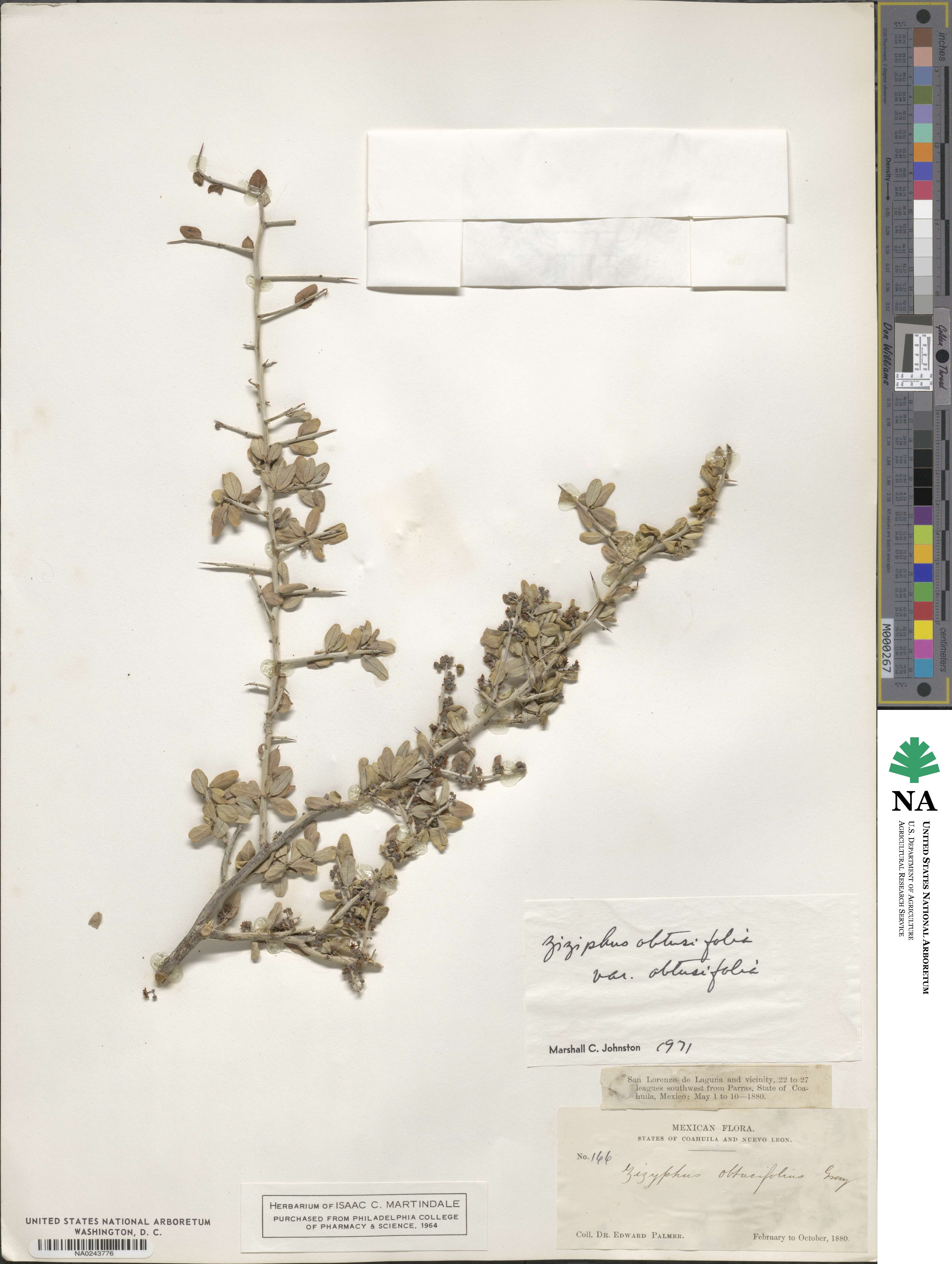 Sarcomphalus obtusifolius image