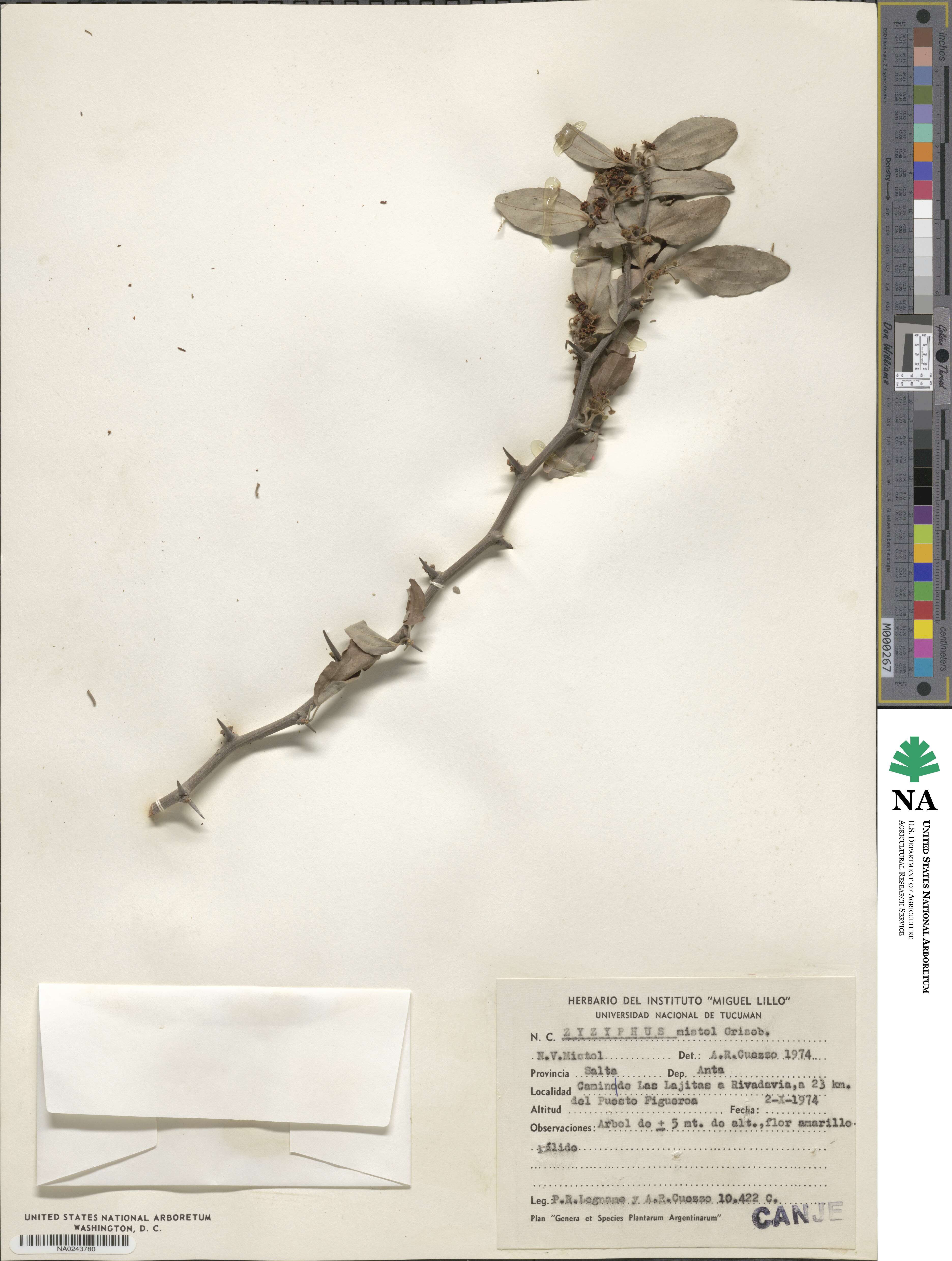 Sarcomphalus mistol image