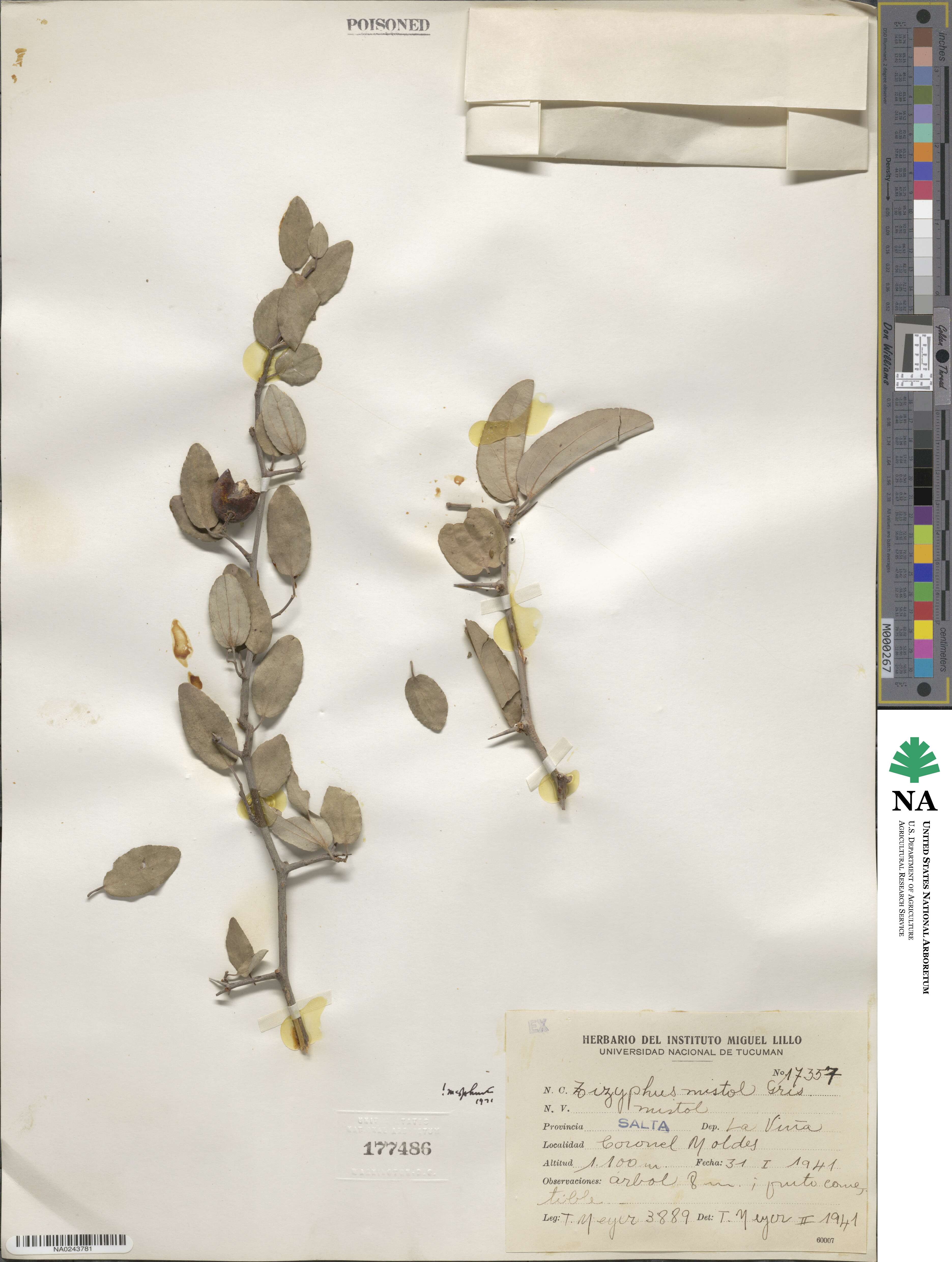Sarcomphalus mistol image