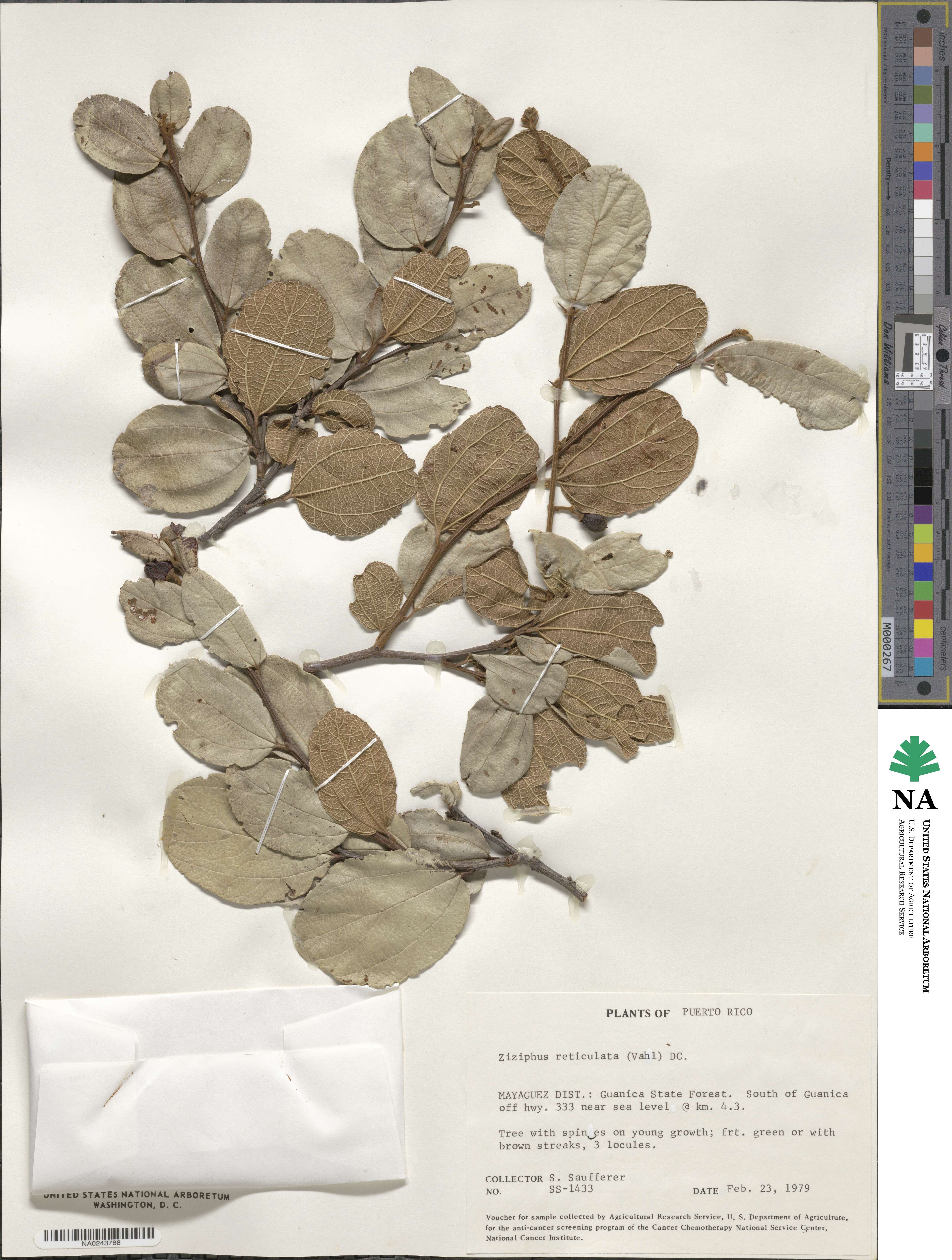 Sarcomphalus reticulatus image