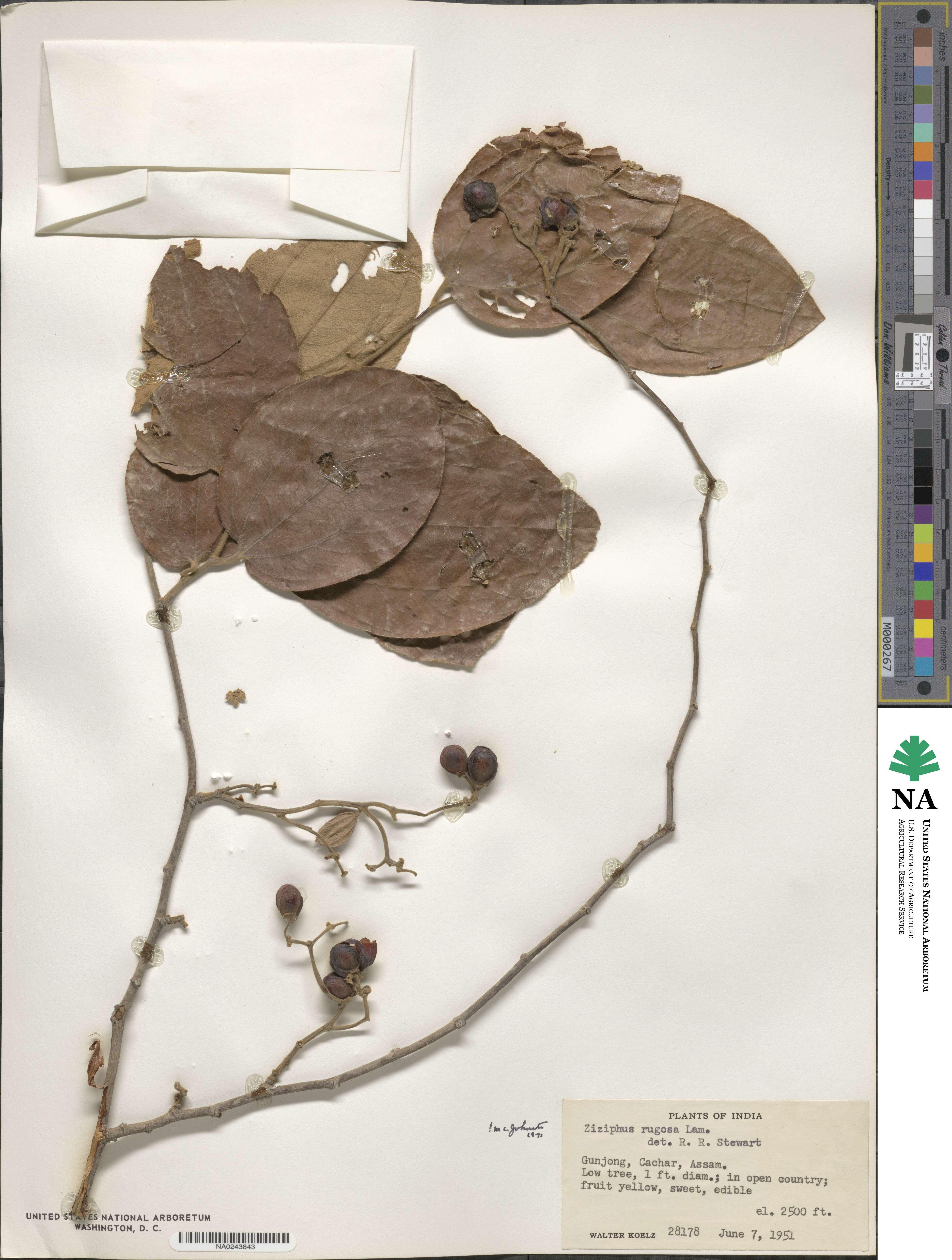 Ziziphus rugosa image