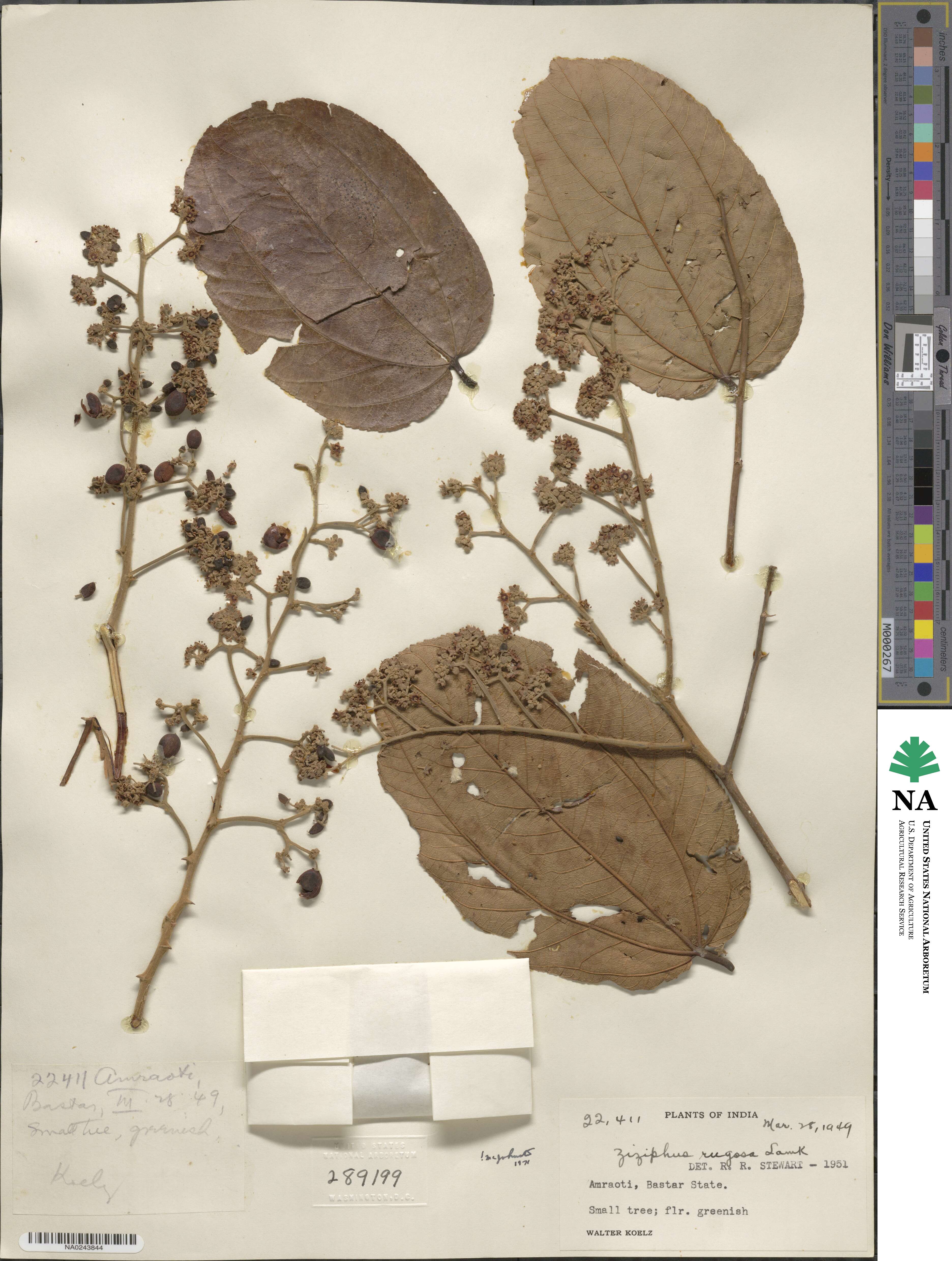 Ziziphus rugosa image