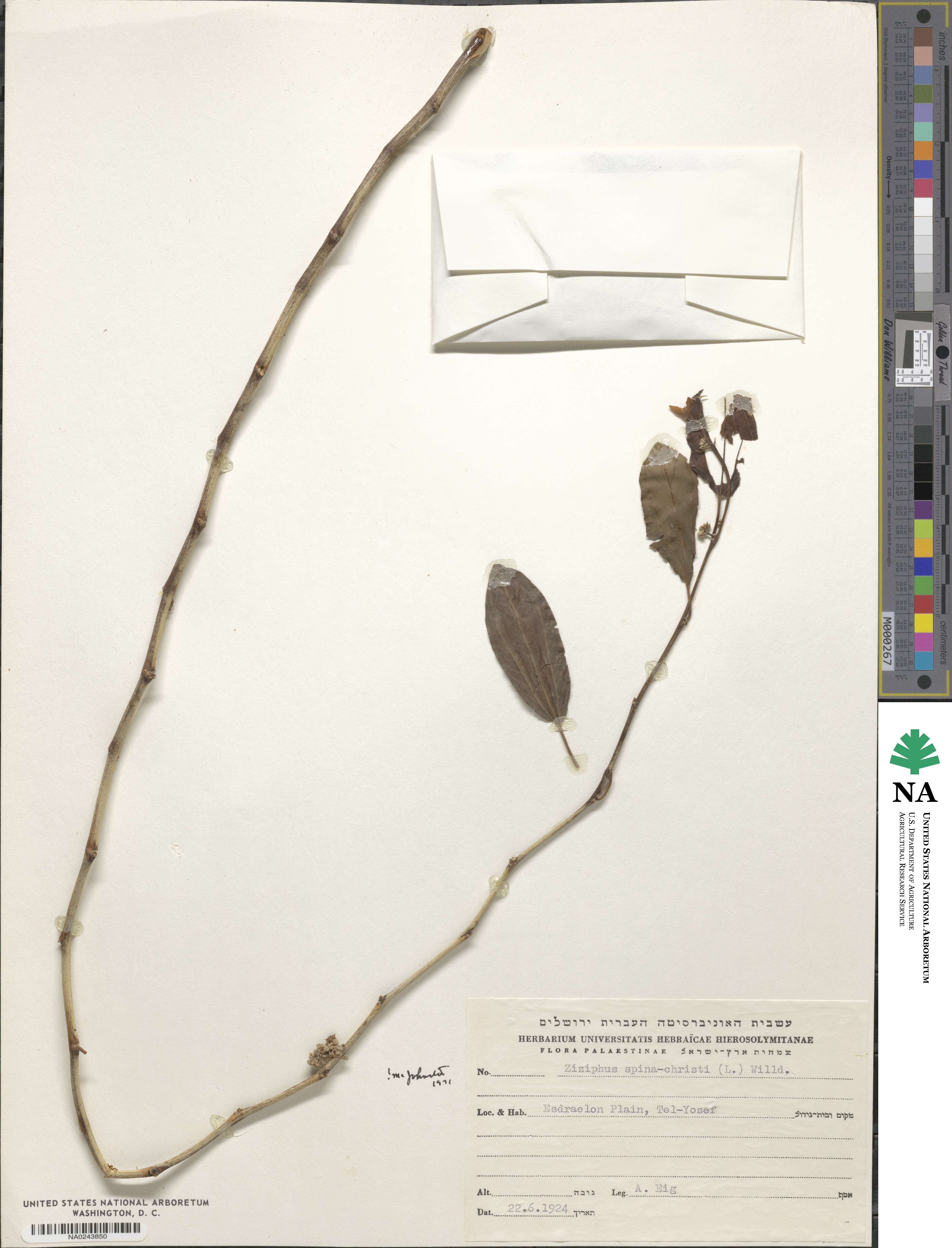 Ziziphus image