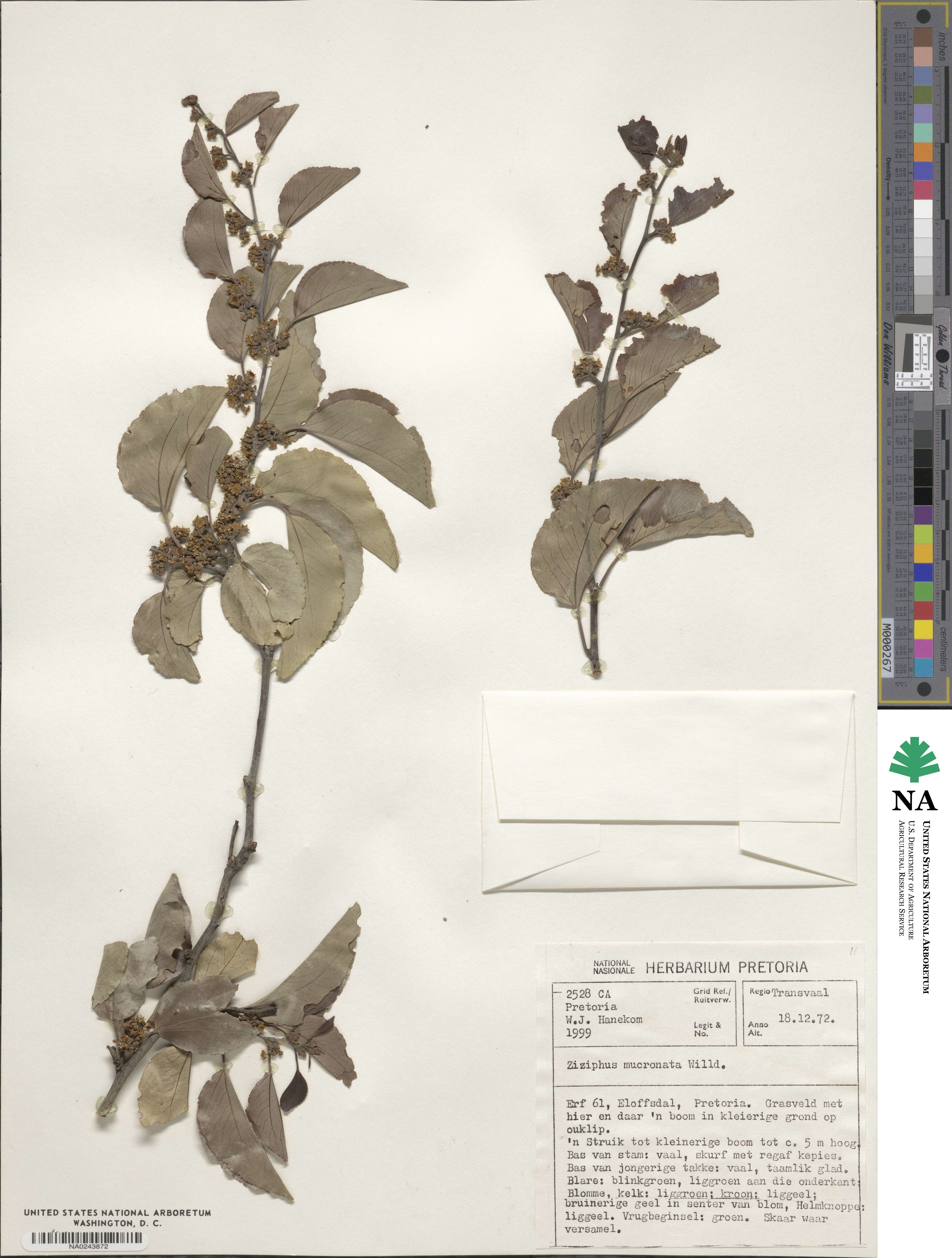 Ziziphus mucronata image