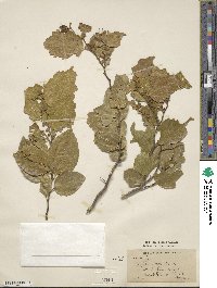 Image of Sarcomphalus joazeiro