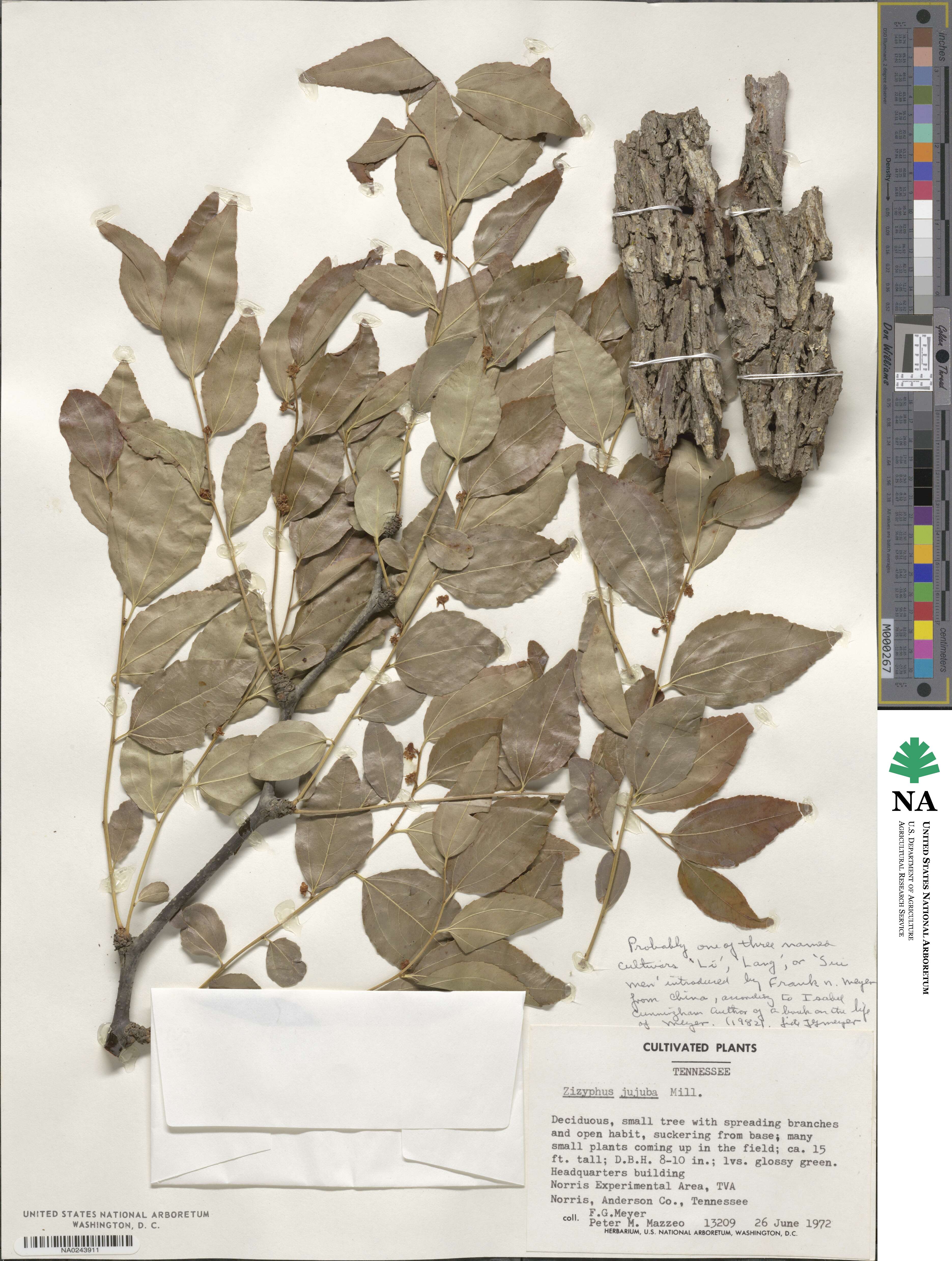 Ziziphus jujuba image