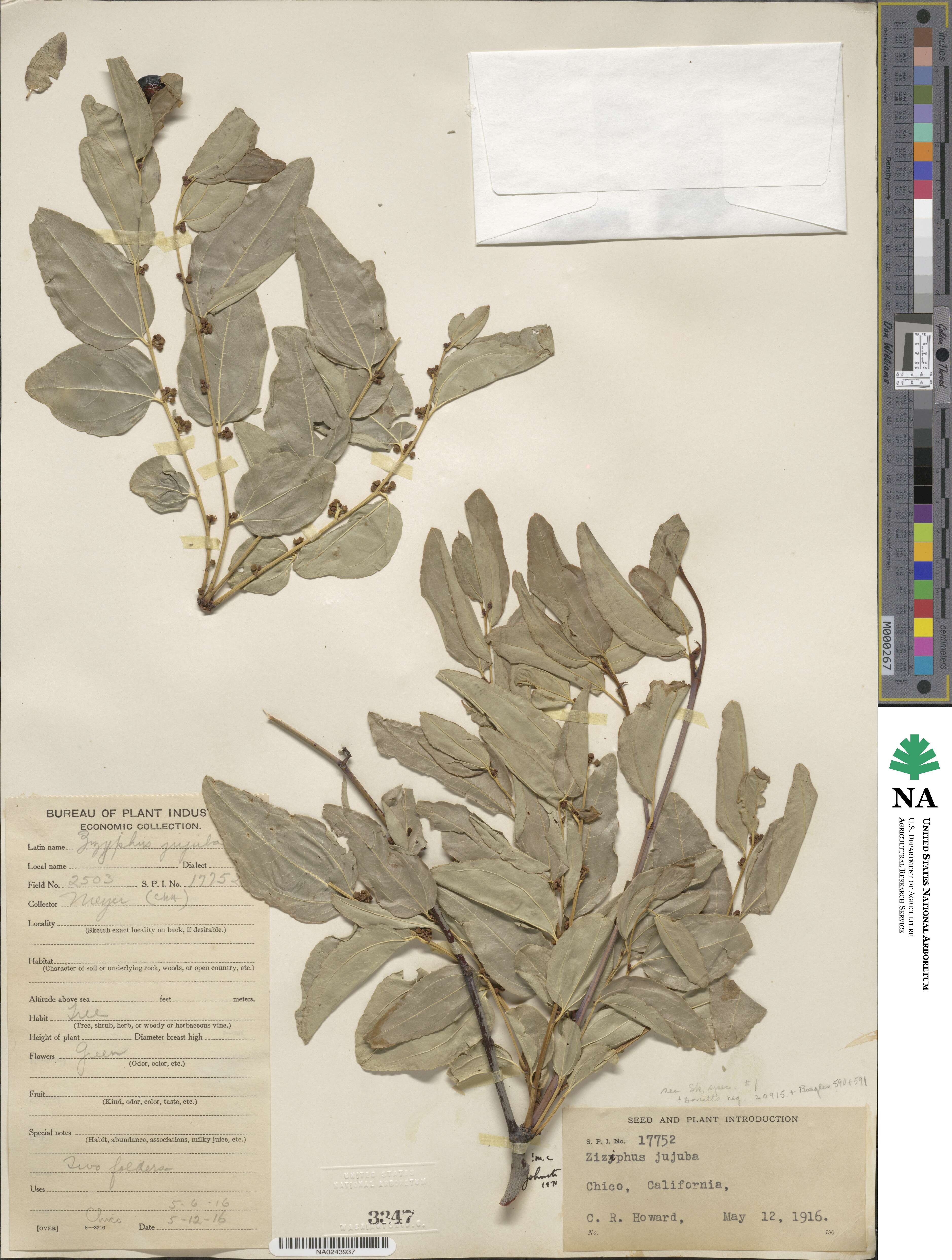 Ziziphus jujuba image