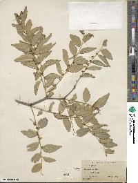 Ziziphus jujuba image