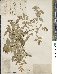 Ziziphus jujuba image