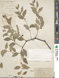 Ziziphus jujuba image