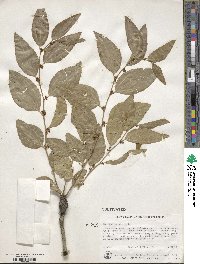 Ziziphus jujuba image