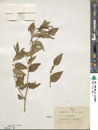 Ziziphus jujuba image