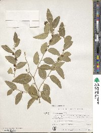 Ziziphus jujuba image