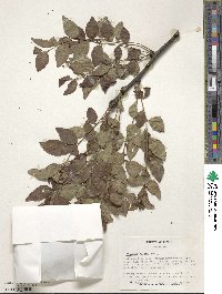 Ziziphus jujuba image