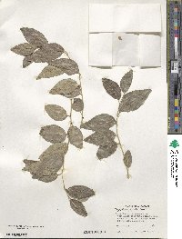 Ziziphus jujuba image