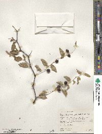 Ziziphus jujuba image