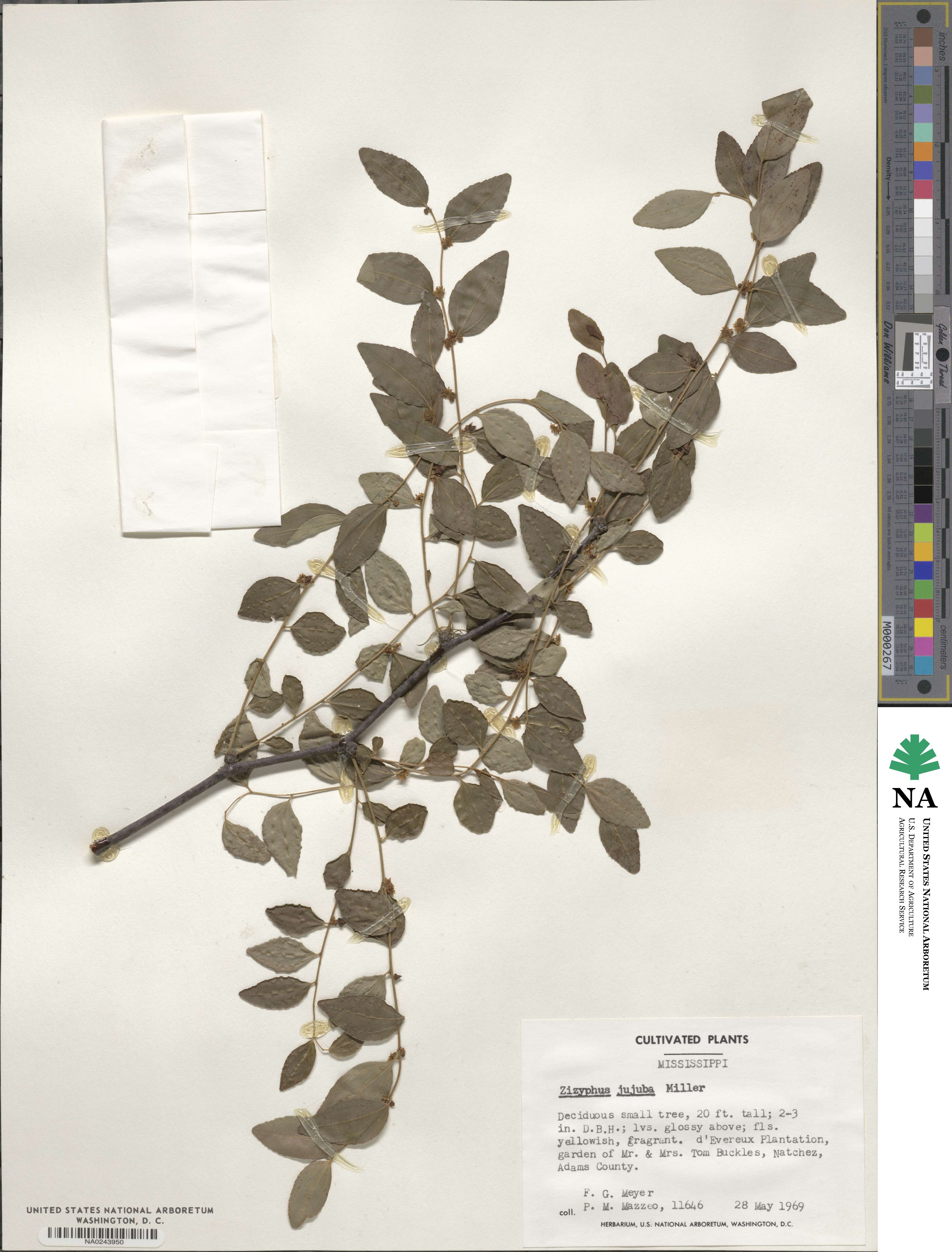 Ziziphus jujuba image