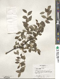 Ziziphus jujuba image