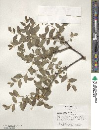 Ziziphus jujuba image