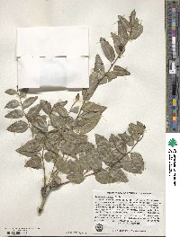Ziziphus jujuba image