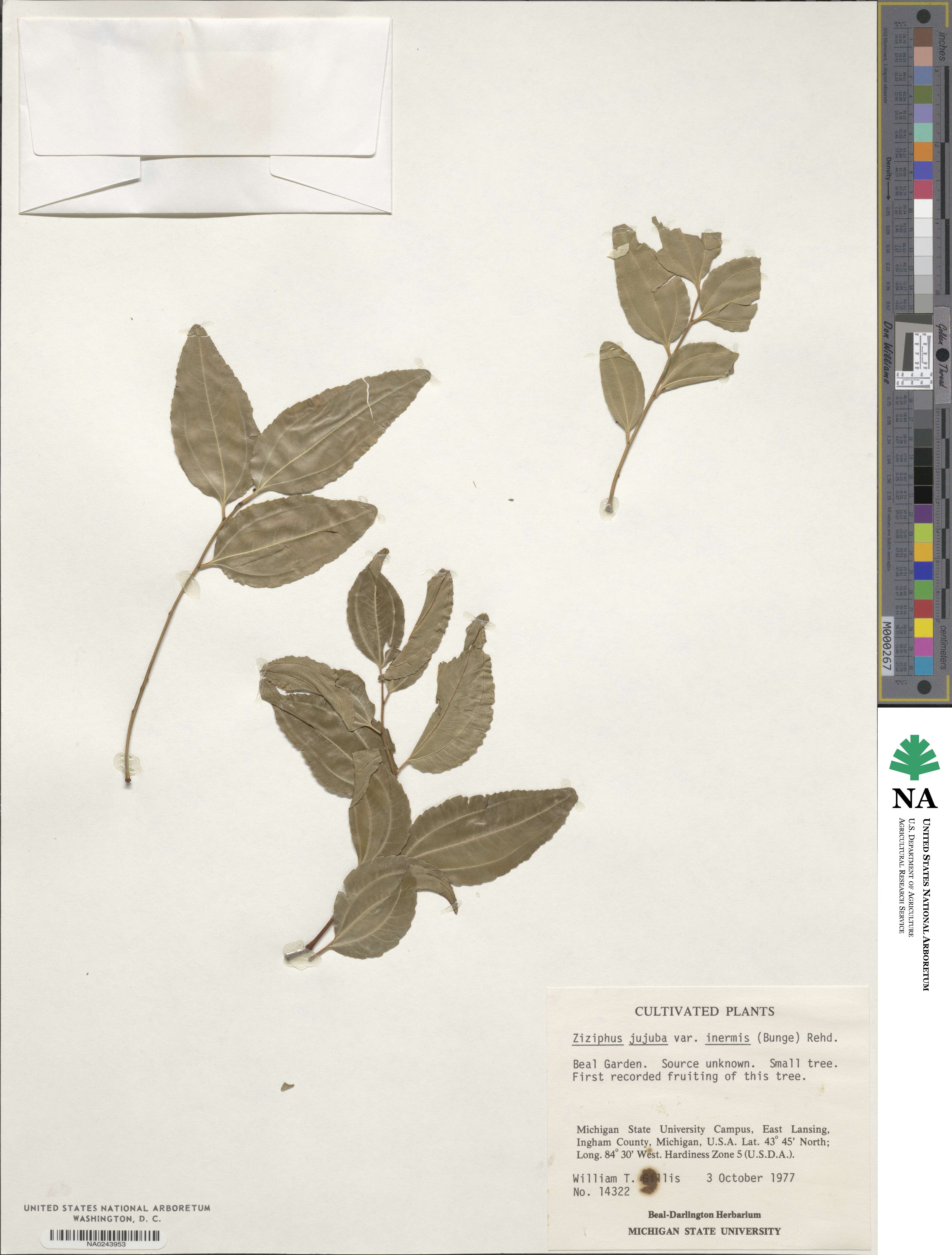 Ziziphus jujuba image