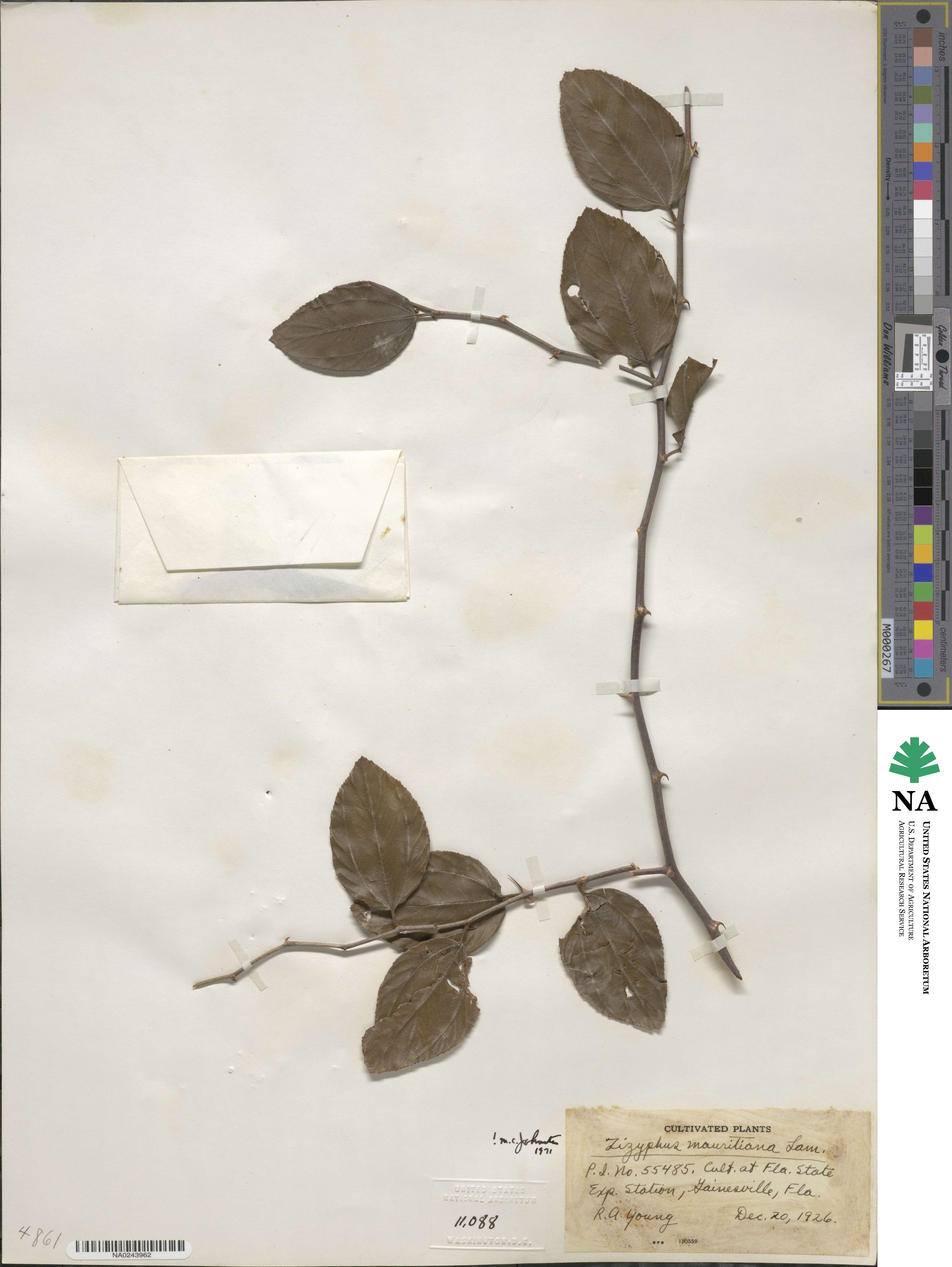 Ziziphus mauritiana image