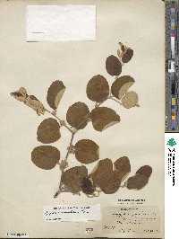 Ziziphus mauritiana image