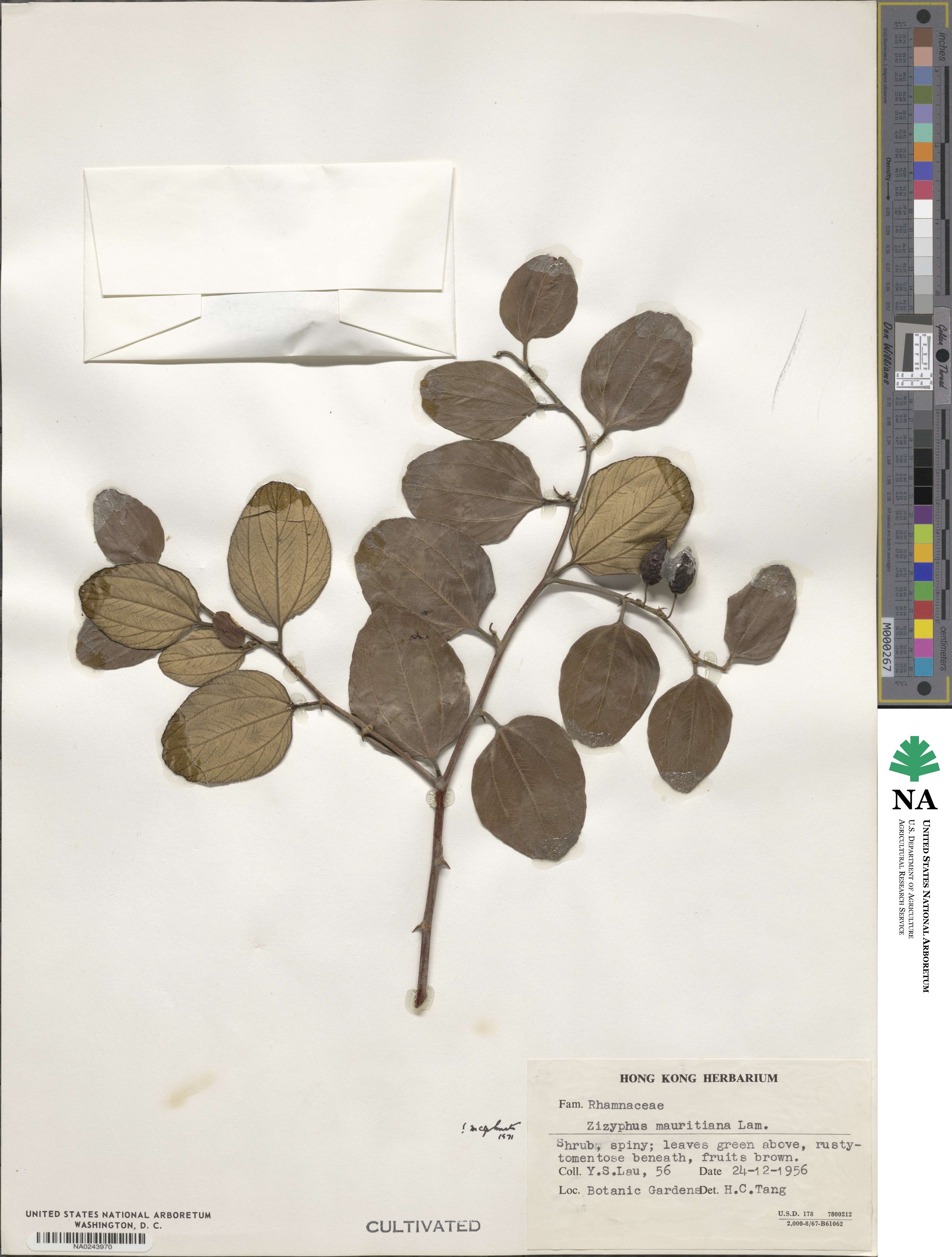 Ziziphus mauritiana image