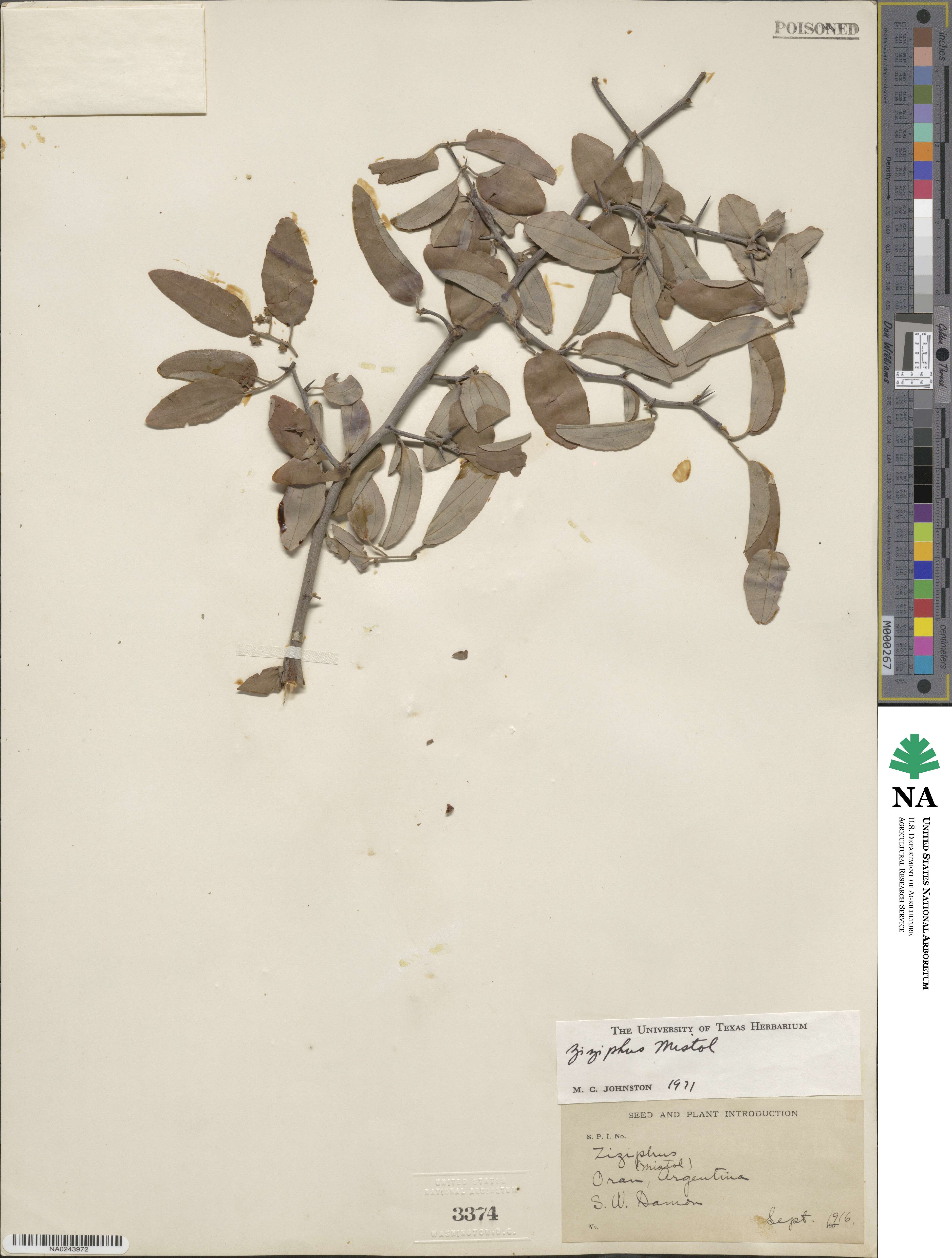 Sarcomphalus mistol image