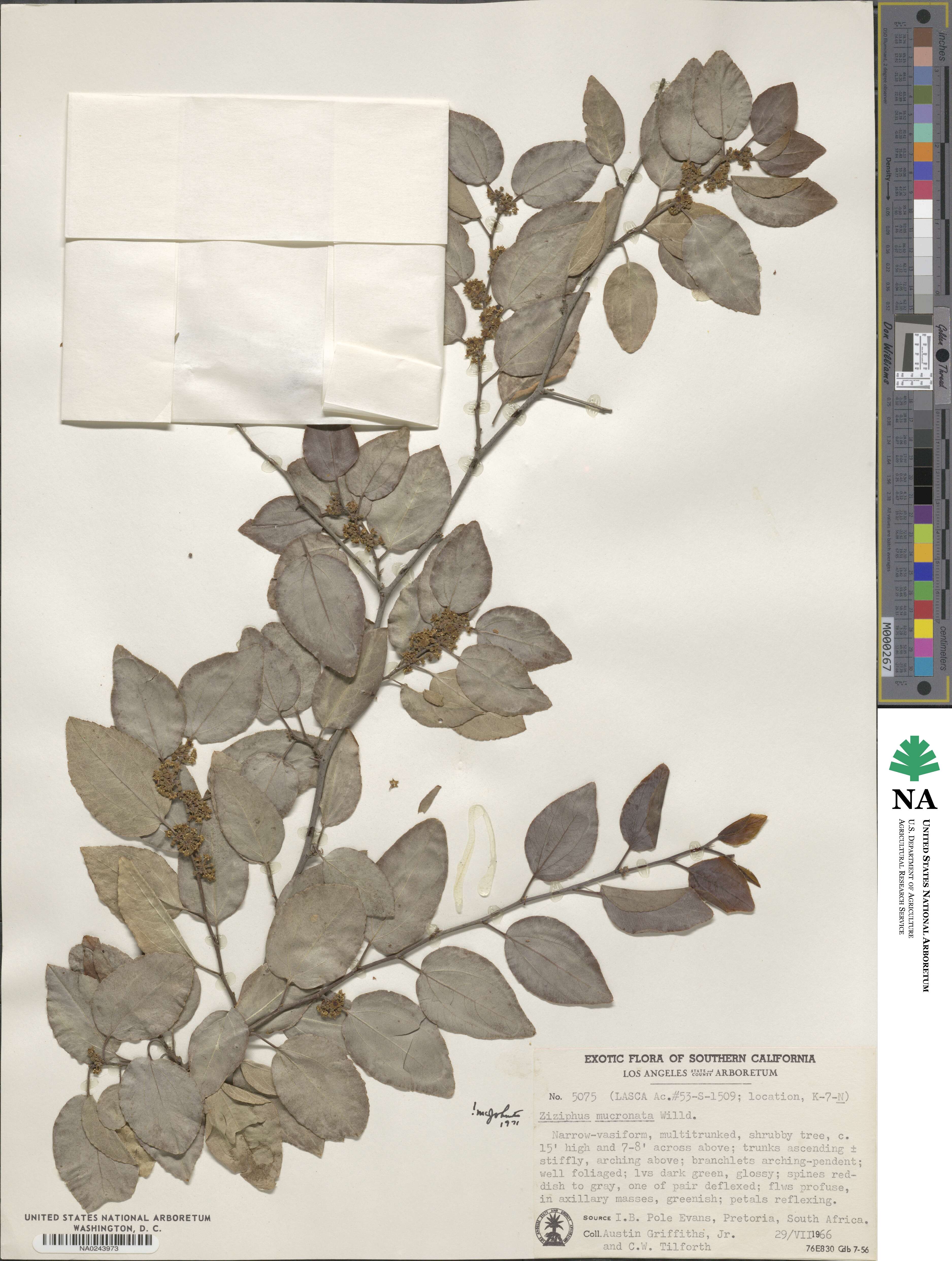 Ziziphus mucronata image