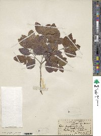 Krugiodendron ferreum image