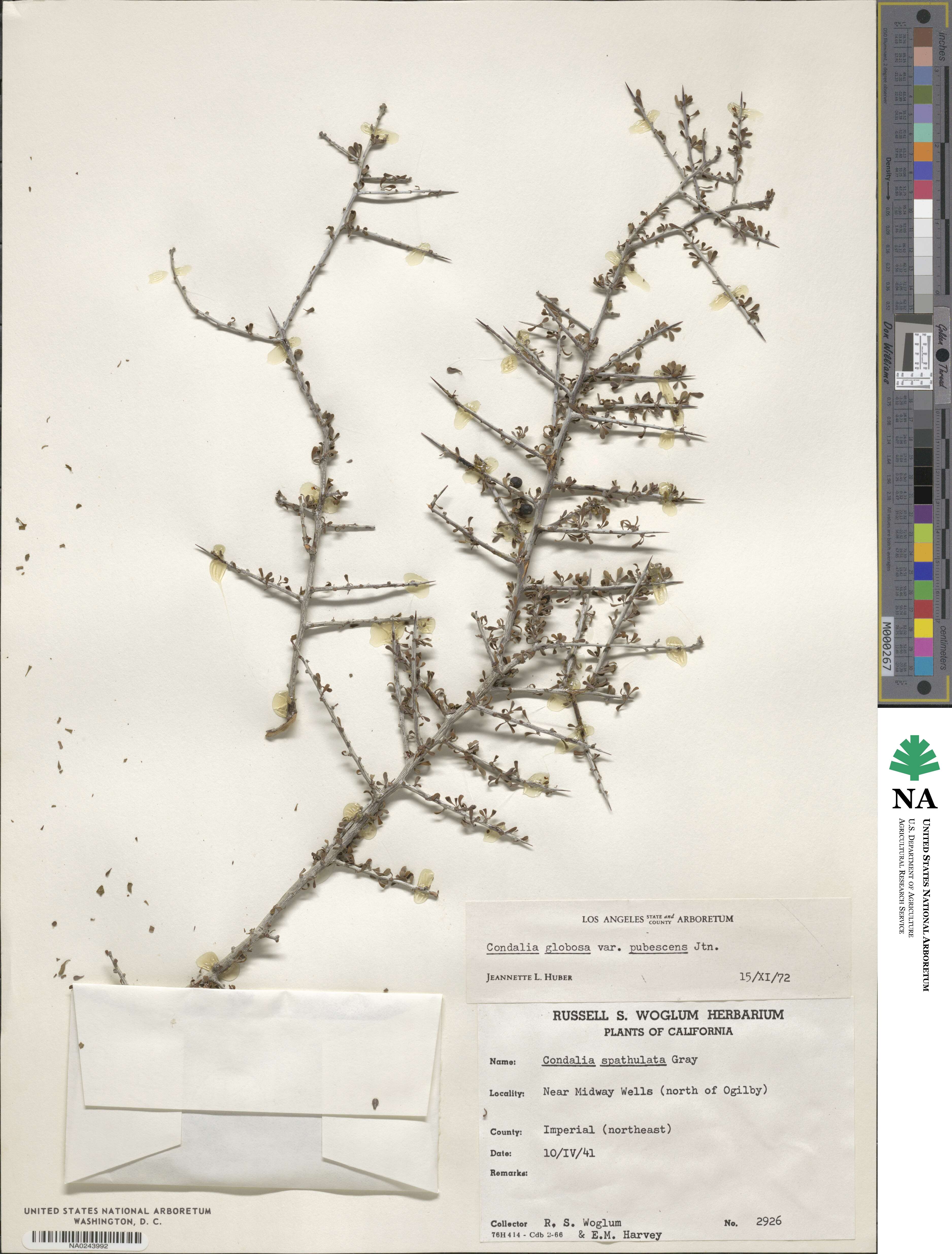 Condalia globosa image