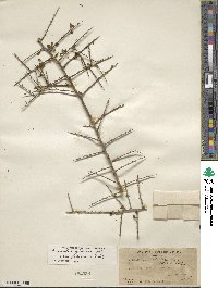 Condalia globosa image