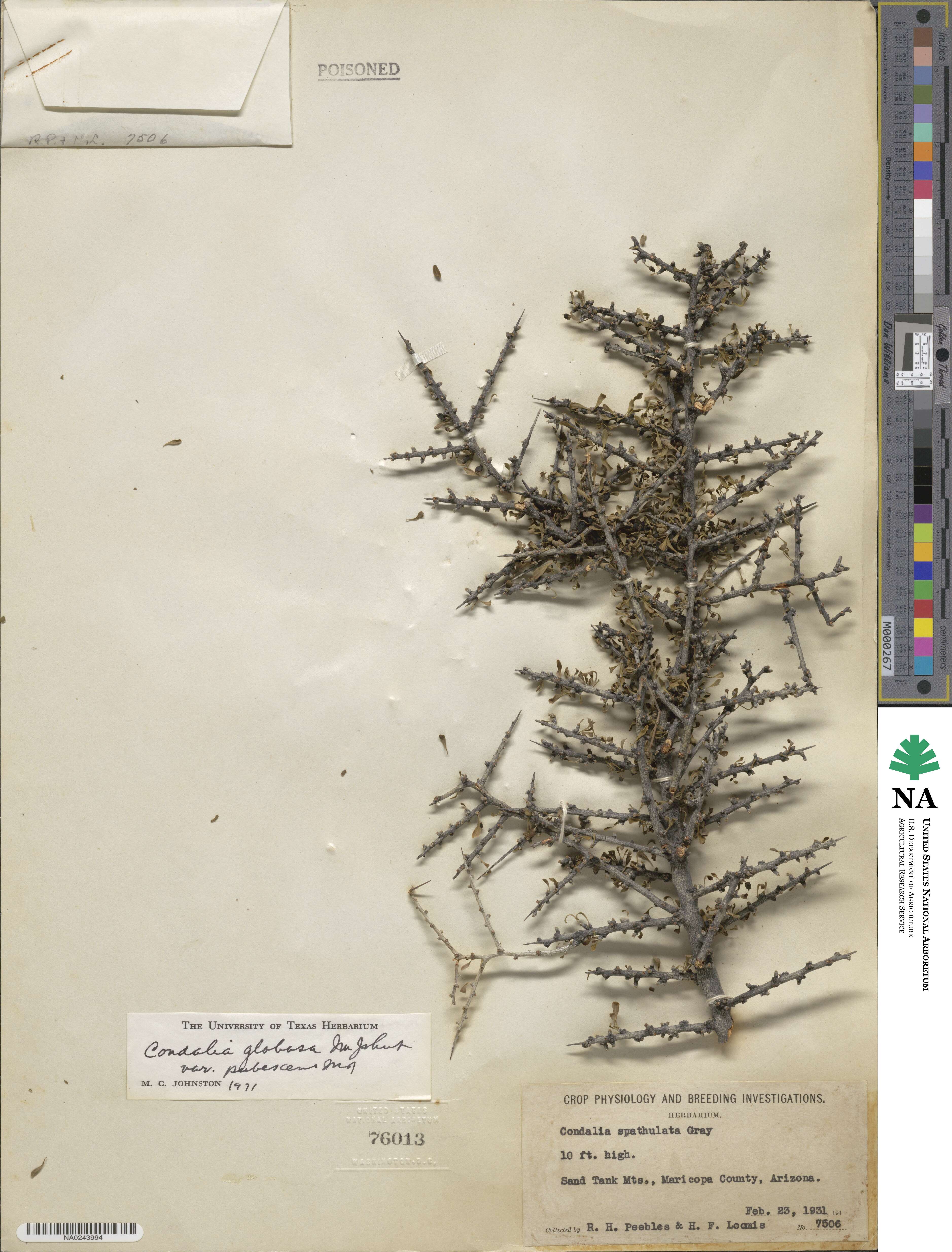 Condalia globosa subsp. pubescens image