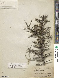 Condalia globosa image