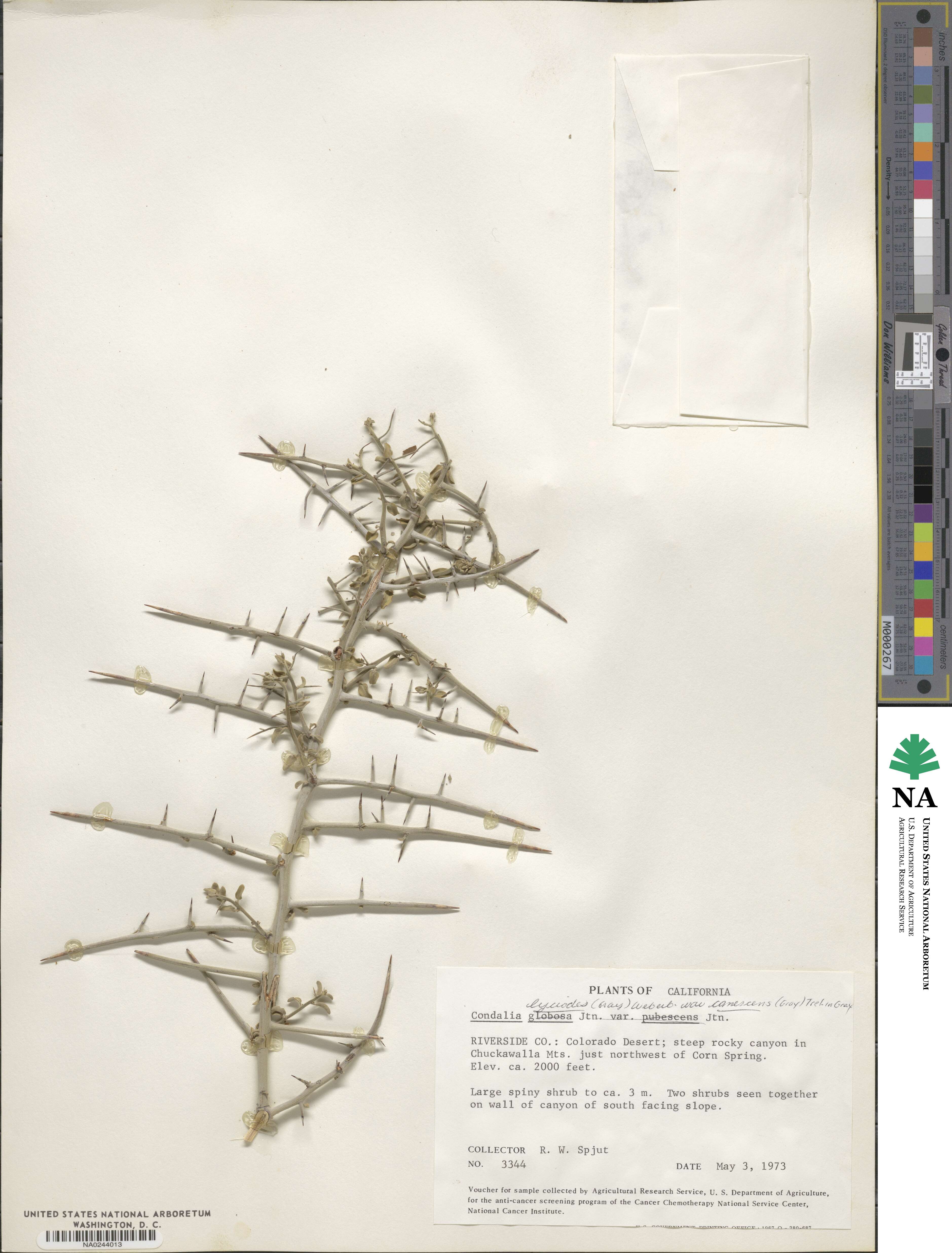 Sarcomphalus obtusifolius image
