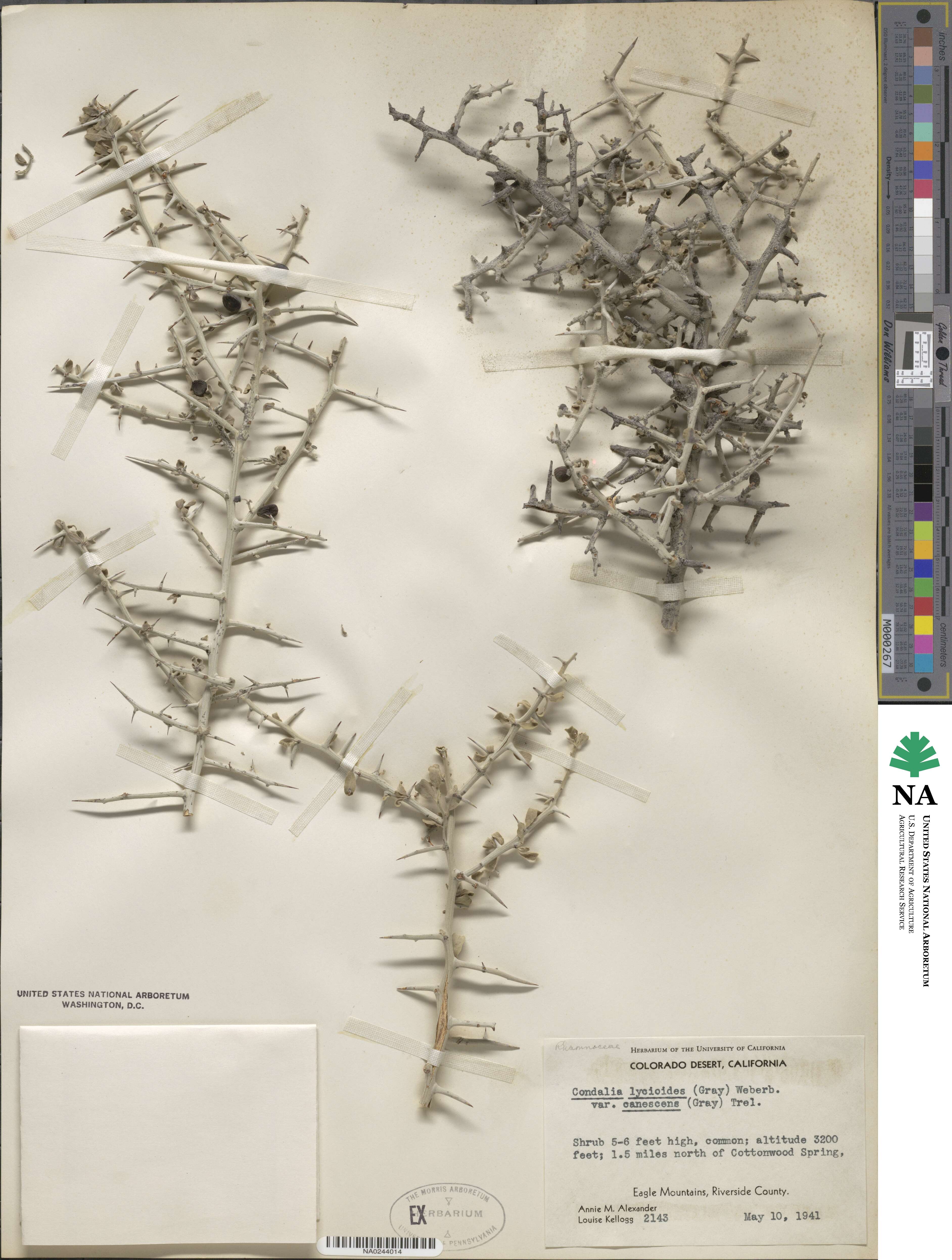 Sarcomphalus obtusifolius image