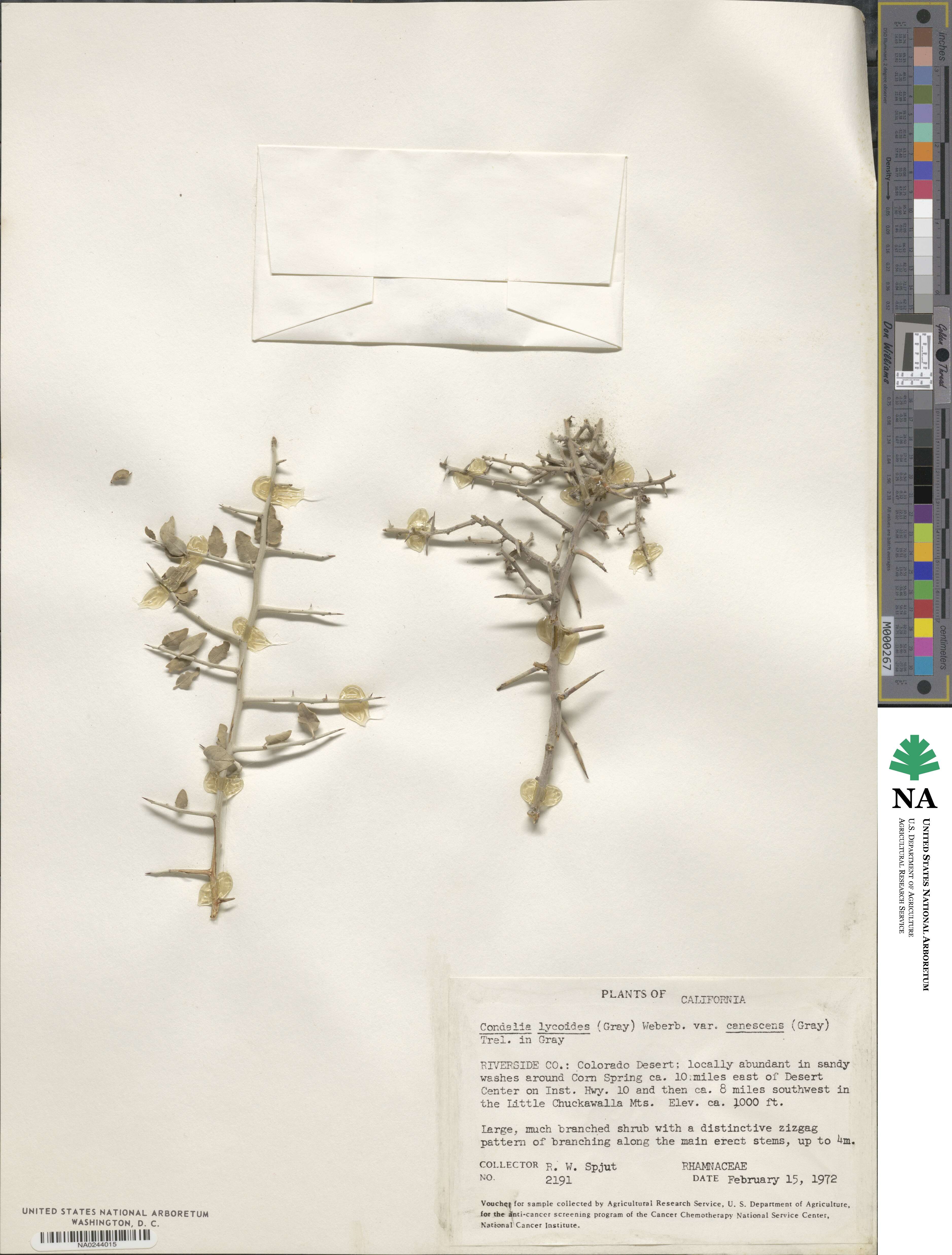 Sarcomphalus obtusifolius image