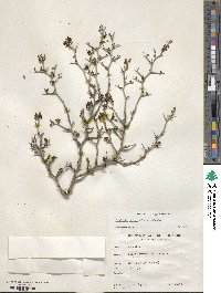 Pseudoziziphus parryi image