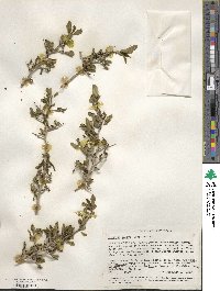 Pseudoziziphus parryi image