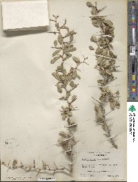Pseudoziziphus parryi image