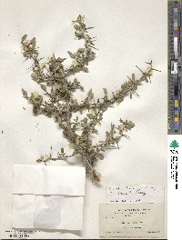 Pseudoziziphus parryi image