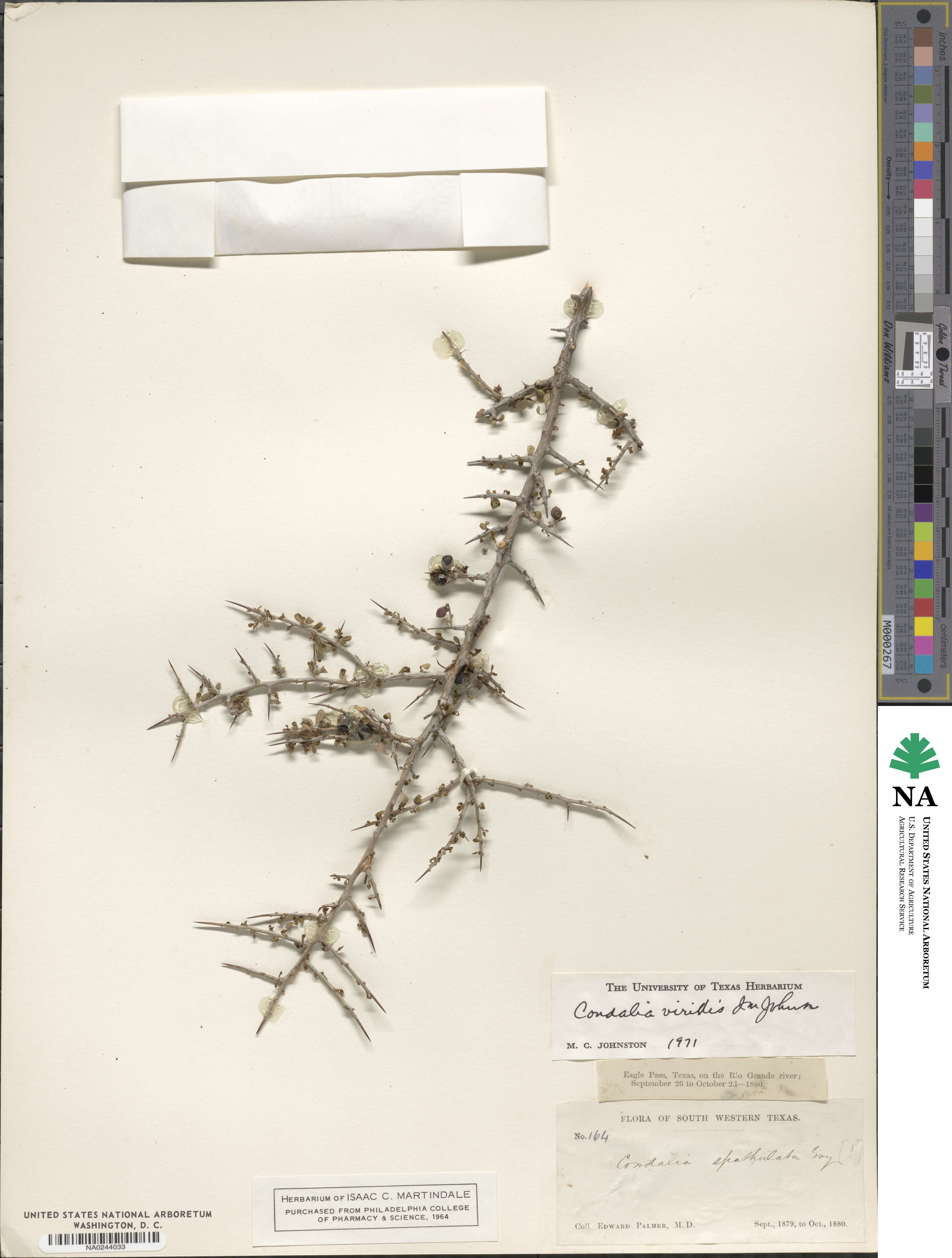 Condalia viridis image